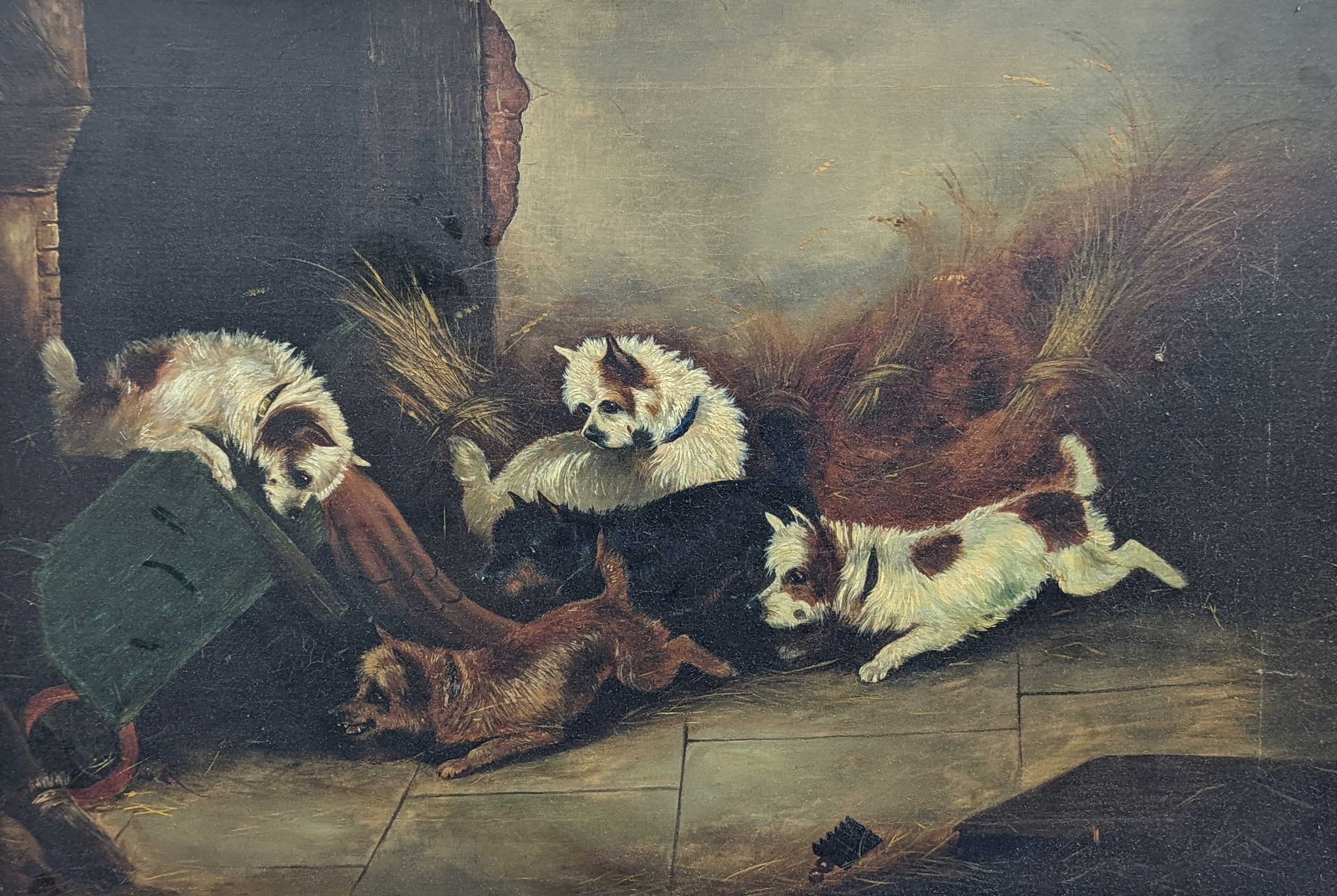 After Armfield, oil on canvas, Terriers ratting in a barn, 50 x 75cm